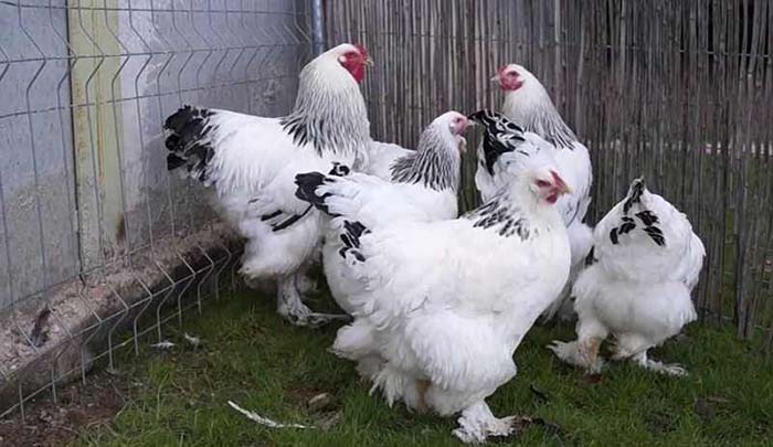 Mengenal Asal Usul dan Ciri Ayam Brahma Raksasa