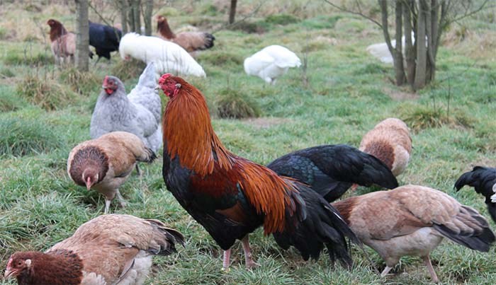 Mengenal Ciri dan Karakteristik Jenis Ayam Cubalaya yang Langka